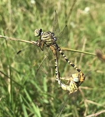 Onychogomphus flexuosus
