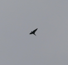 Hirundo rustica