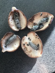 Akebia