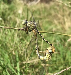 Onychogomphus flexuosus