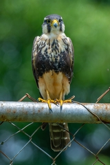 Falco femoralis