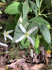Clematis pubescens