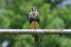 Falco femoralis