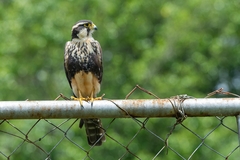 Falco femoralis