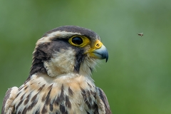 Falco femoralis