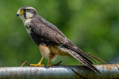 Falco femoralis