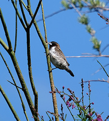 Spermestes cucullata scutata