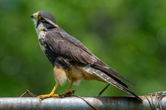 Falco femoralis