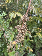 Toxicodendron radicans