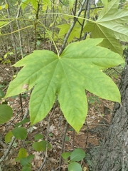 Kalopanax septemlobus