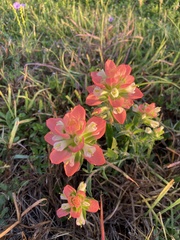 Castilleja indivisa