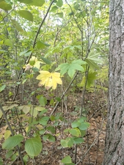 Kalopanax septemlobus