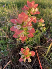 Castilleja indivisa