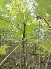 Kalopanax septemlobus