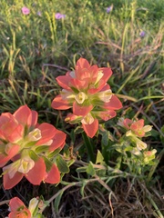 Castilleja indivisa