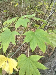 Kalopanax septemlobus