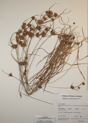 Cyperus × mesochorus