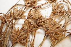 Cyperus × mesochorus