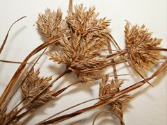 Cyperus × mesochorus