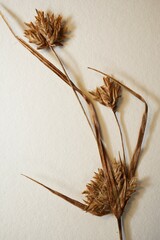 Cyperus × mesochorus