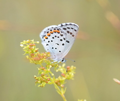Pseudophilotes vicrama
