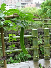 Canavalia ensiformis