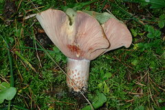 Lactarius sanguifluus