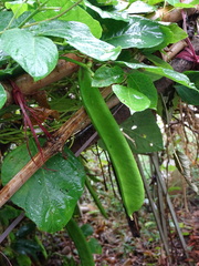 Canavalia ensiformis