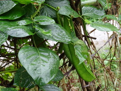 Canavalia ensiformis