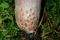 Lactarius sanguifluus