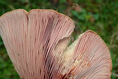 Lactarius sanguifluus
