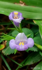 Bonnaya ruelloides