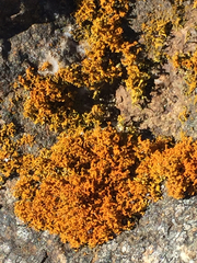 Polycauliona coralloides