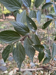 Celtis australis