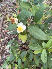 Camellia sasanqua