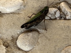Omocestus