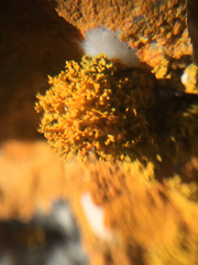 Polycauliona coralloides