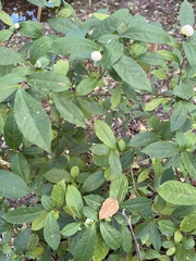 Camellia sasanqua