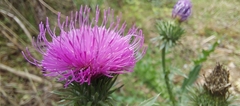 Carduus acanthoides
