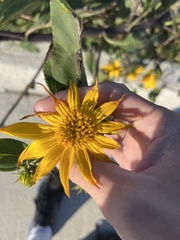 Helianthus tuberosus
