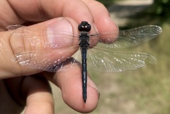 Selysiothemis nigra