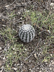 Echinocereus reichenbachii caespitosus