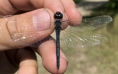 Selysiothemis nigra