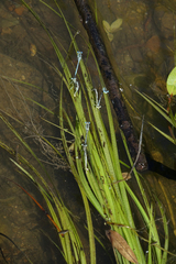 Sparganium emersum