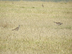 Vanellus melanopterus