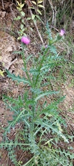 Carduus acanthoides