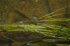Sparganium emersum
