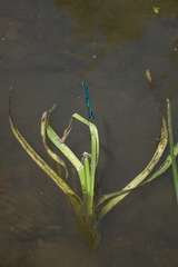 Sparganium emersum
