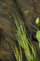 Sparganium emersum