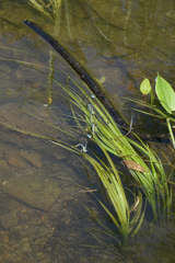 Sparganium emersum
